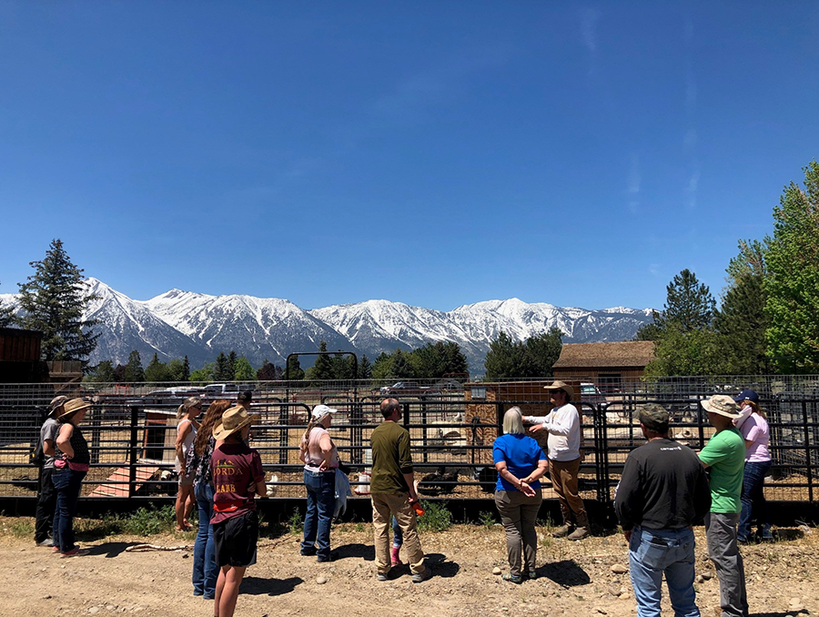 A group of people standing by corrals with snow capped mountain and pine tree in the background.