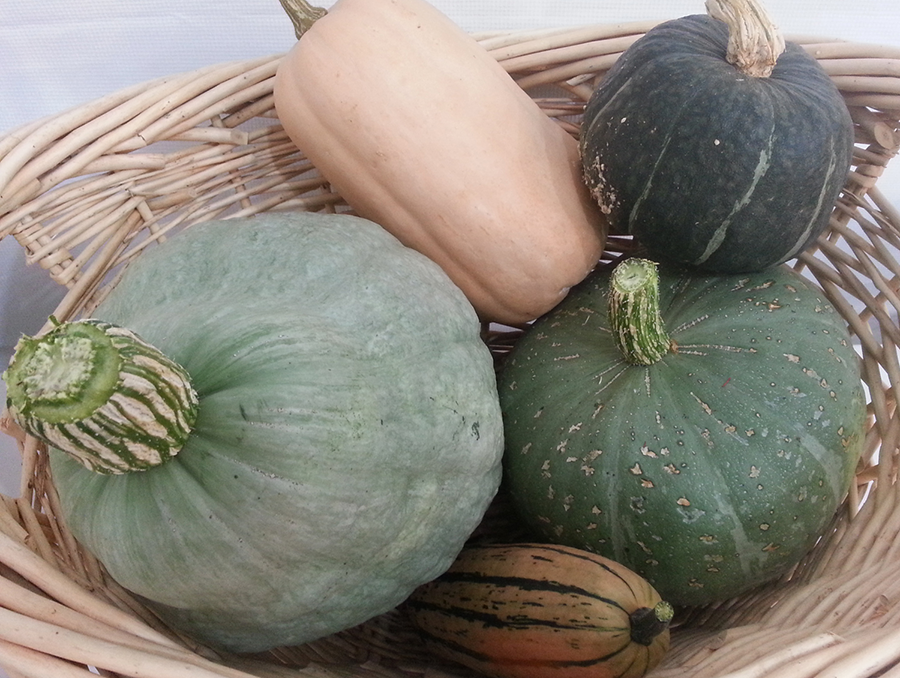 A close up view of a basket full of winter squash.