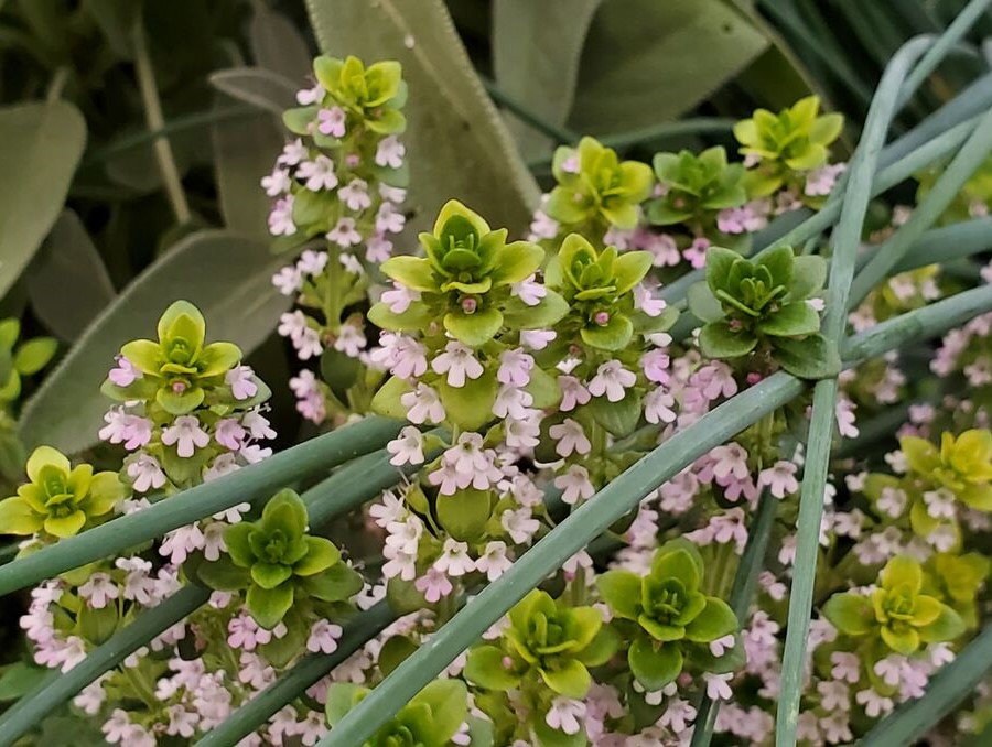 plant with tiny purple flowers