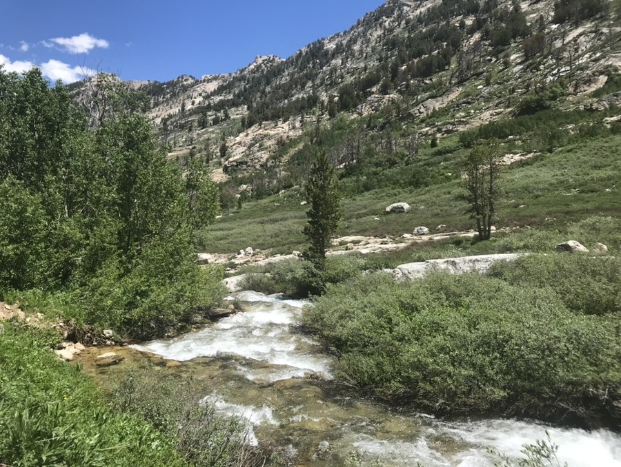 Green bushes along a river with a mountain in the background, dotted with sparse vegetation.