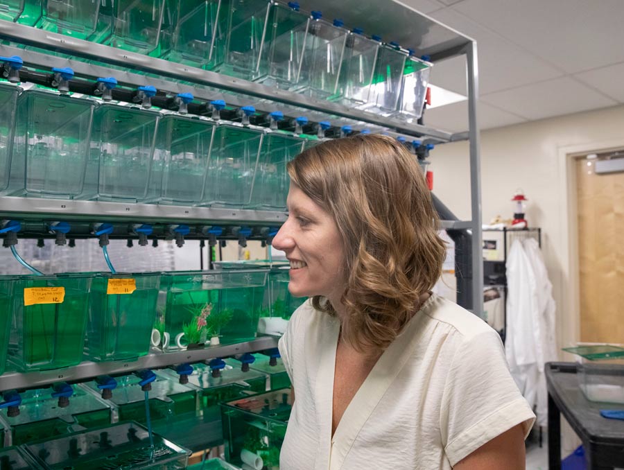 A woman looks at fish tanks in a research lab.