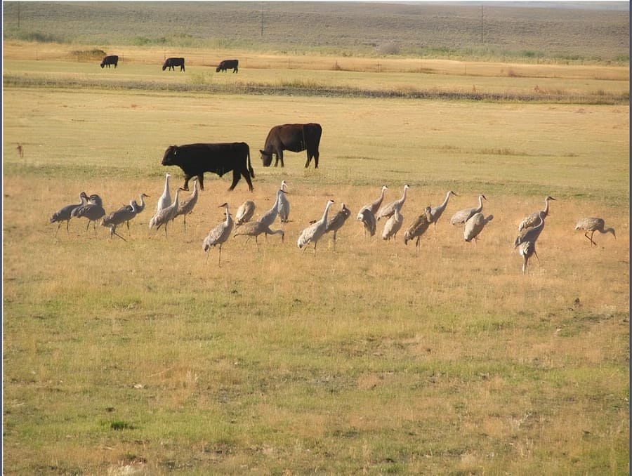 Cattle and birds grazing in an open field. 