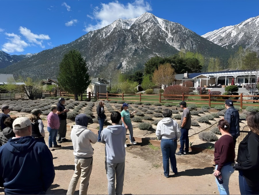 Individuals looking at bushy plants growing on a field. 