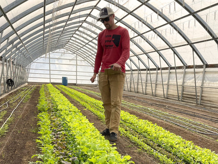 An individual looking at rows of leafy greens in a high tunnel structure. 