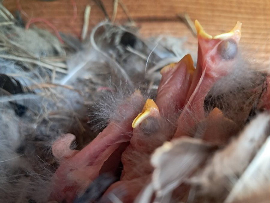 Newly hatched baby birds reach upwards inside a nestbox filled with feathers and twigs. The baby birds haven't opened their eyes, have few feathers and are pink with open yellow beaks.
