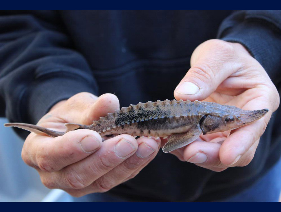 A close up of two hands holding a small sturgeon.