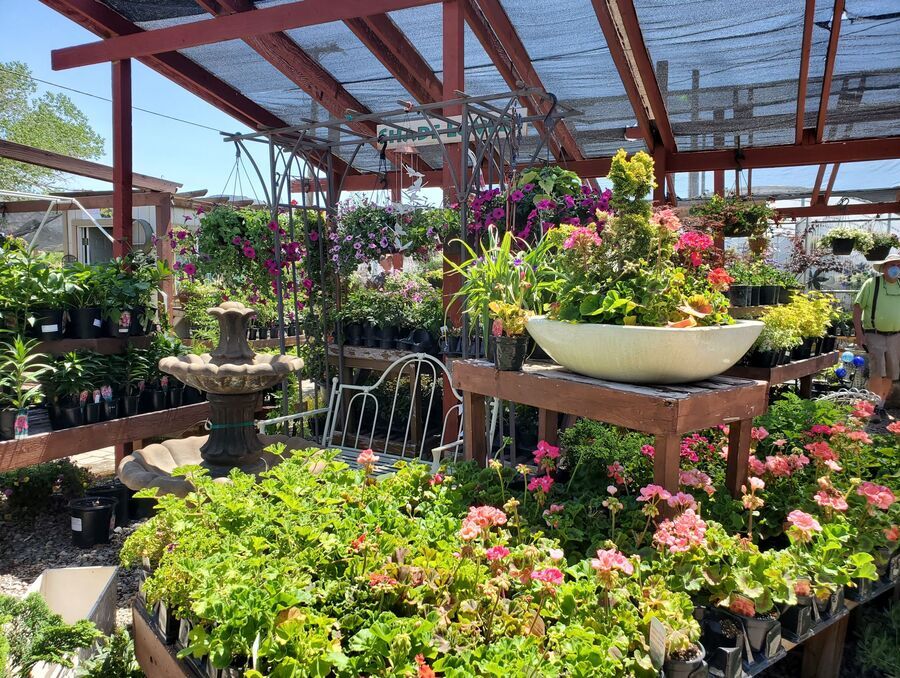 Potted plants in a nursery.
