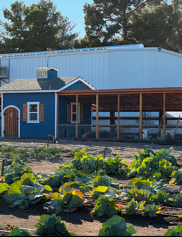 Rows of vegetables grow in a field in front of a blue house.