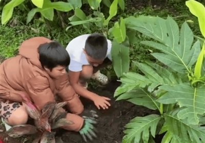 Schoolchildren planting an 'ulu tree.