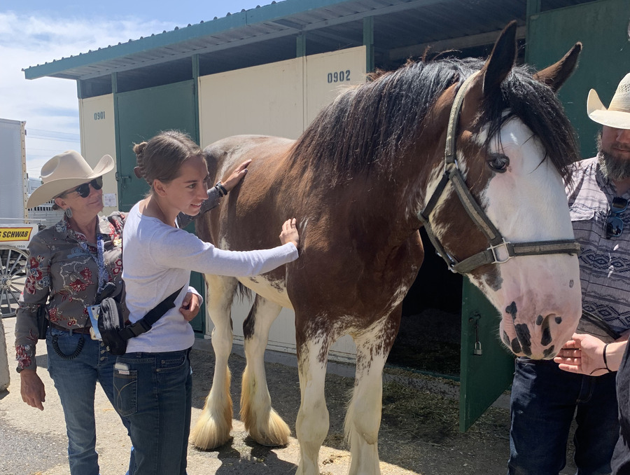 A University of Nevada, Reno student gently pats a large horse while on a behind-the-scenes tour of the Reno Rodeo. Two adults, one in a cowboy hat, stand nearby, guiding the interaction. The horse stands calmly in front of a green and white stable.