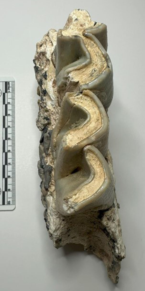 A photo from above shows three and a half teeth on a jawbone next to a ruler. The ruler shows that each tooth is approximately 3-4 centimeters across.