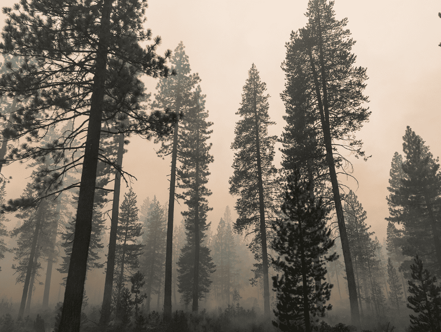 Wildfire smoke engulfing trees in a somber orange smoke. 