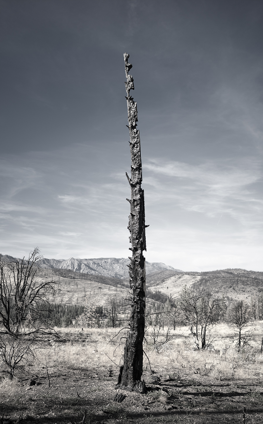 A charred tree stands on a scorched hillside, capturing the aftermath of a recent wildfire. Photo by Scott Hinton.