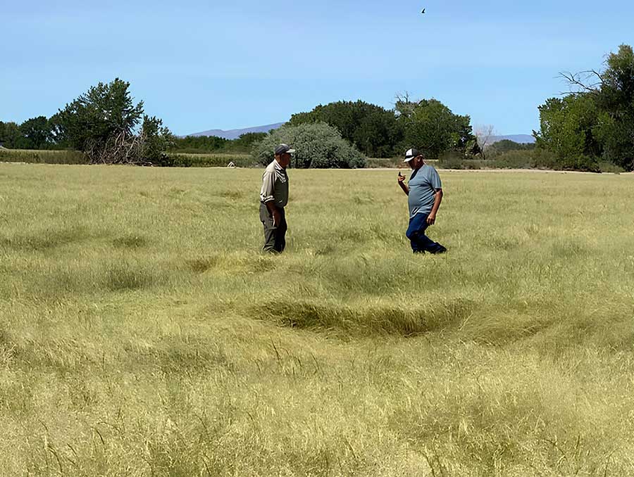 In a golden field under a clear blue sky, two farmers wade through knee-high teff grasses.