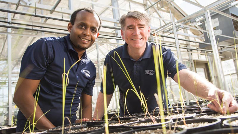 Two researchers in a greenhouse with teff grasses growing in black pots.