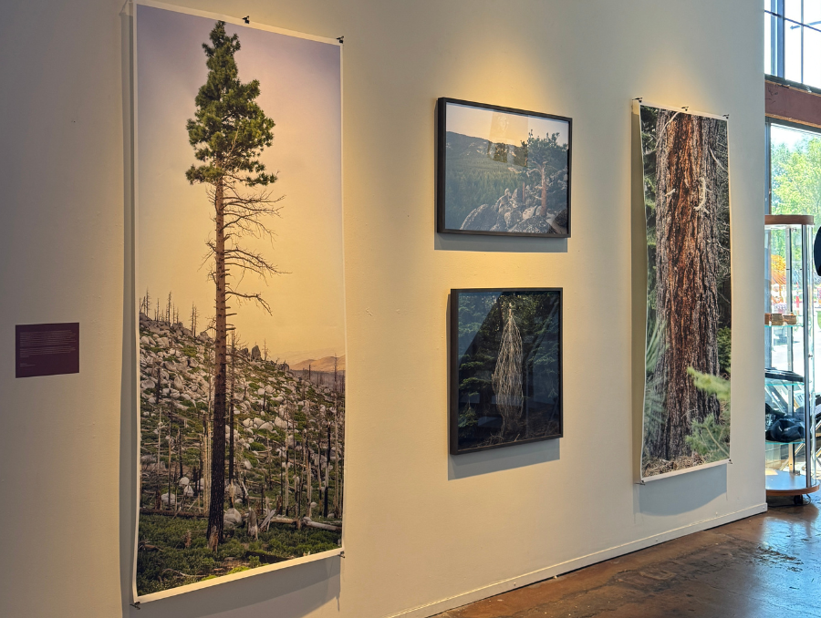 A gallery of the wildfire aftermath in Whittell Forest, displayed in an art exhibit. Photos by Bobby Lee.