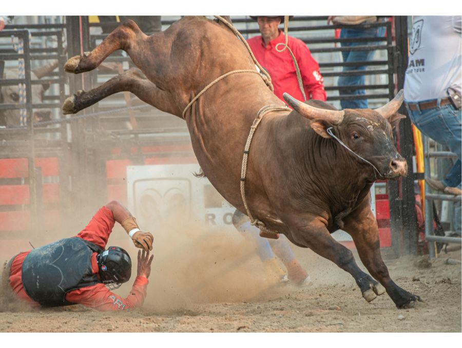 Bull rider falling off a bull. 