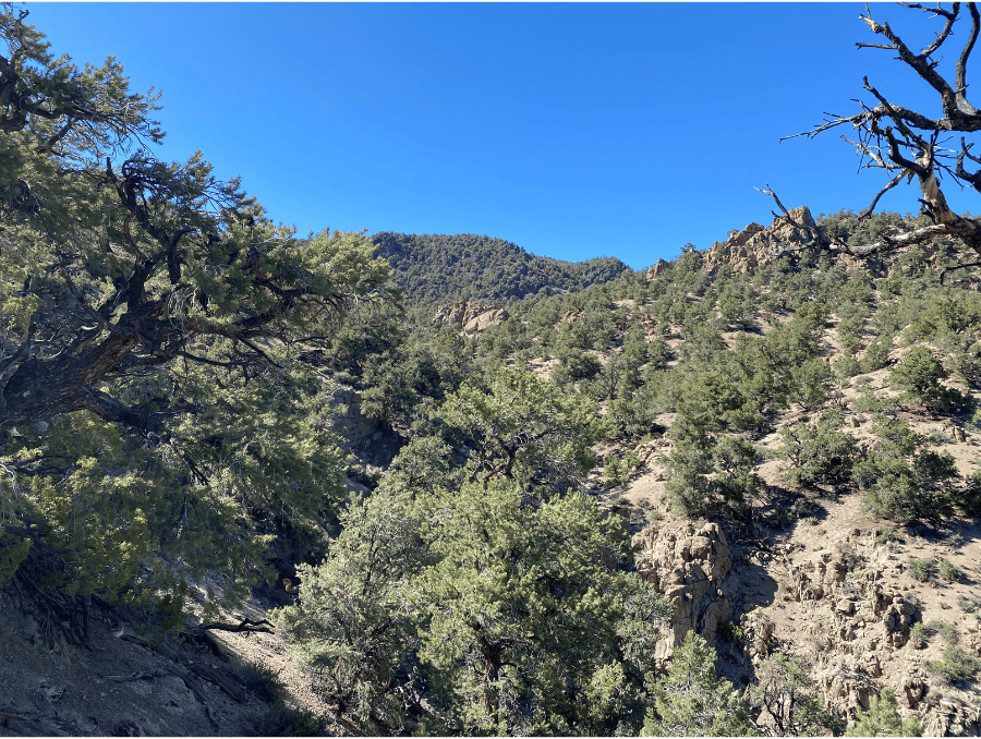 A woodland on rocky hills with snow-capped mountains in the background.