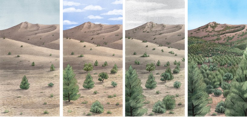 A series of four side-by-side illustrated panels showing the progression of woody plant encroachment in a semi-arid landscape over time. Each panel features a hilly desert area with sparse vegetation that gradually becomes denser.  First panel (far left): A mostly barren, sandy terrain with only a few small green shrubs and young conifer trees scattered across the dry ground. The sky is pale and clear.  Second panel: Slightly more vegetation than the first. The hills and foreground now include a moderate number of young conifer trees and shrubs, indicating early stages of woody plant growth. The sky has scattered clouds.  Third panel: Vegetation has become denser, with many medium-sized conifer trees now covering much of the landscape. The scene appears more shaded and overgrown. The sky is overcast and gray.  Fourth panel (far right): The landscape is now heavily forested, with thick, mature conifer trees dominating the hills and foreground. There is very little visible bare ground. The sky is clear blue, contrasting with the densely green terrain.
