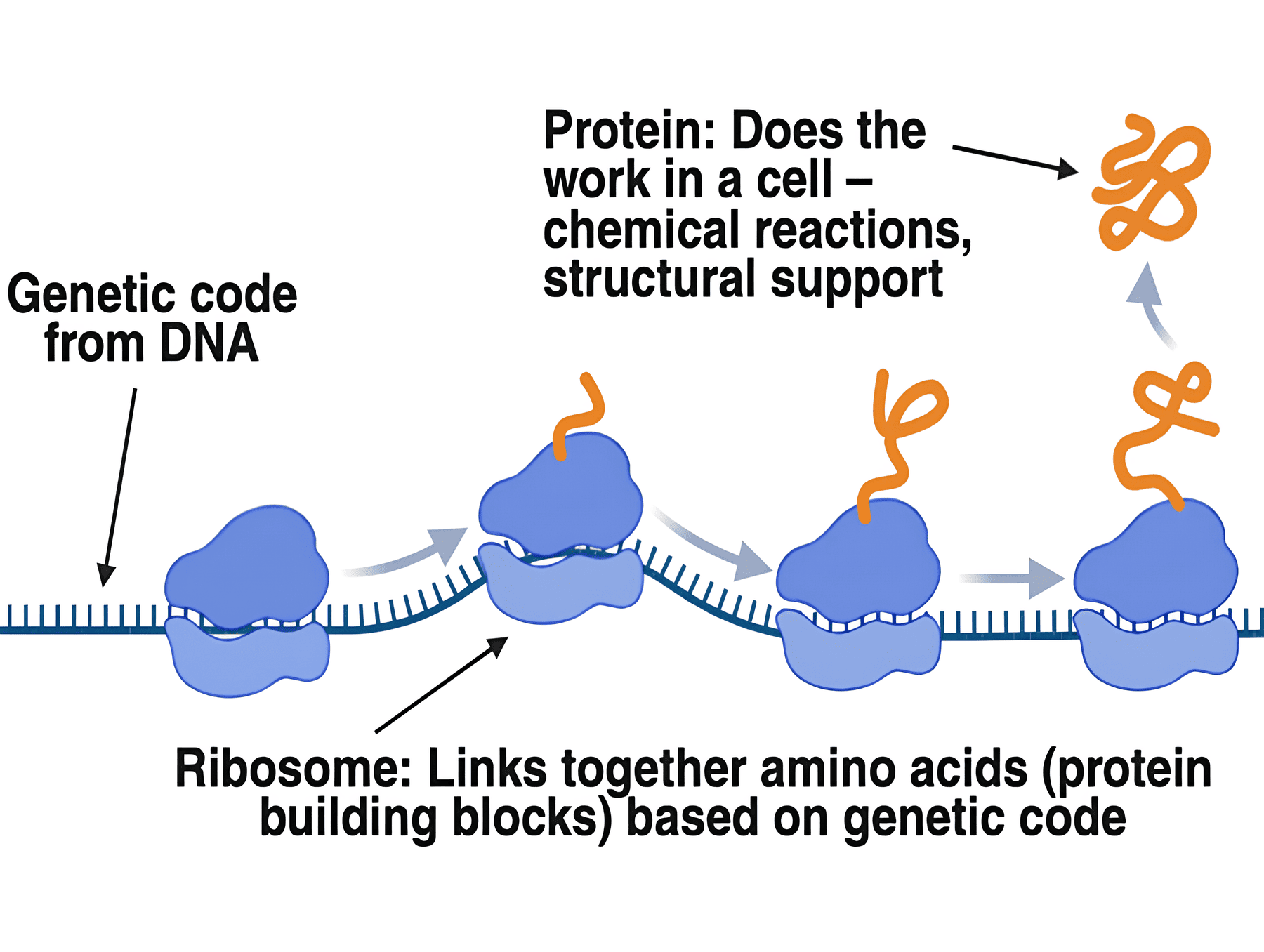 A diagram illustrating the process of protein synthesis from genetic code. DNA provides the genetic code, which is read by ribosomes depicted as blue blobs to link together amino acids and form proteins, shown as orange strings. The diagram points at a line connecting the blobs and says "Genetic code from DNA" it then points at smaller blue blobs underneath the four bigger blue blobs and says "Ribosome: Links together amino acids (protein building blocks) based on genetic code." It also points at the orange material coming out of three of the blue blobs and says "Protein: Does the work in a cell - chemical reactions, structural support."