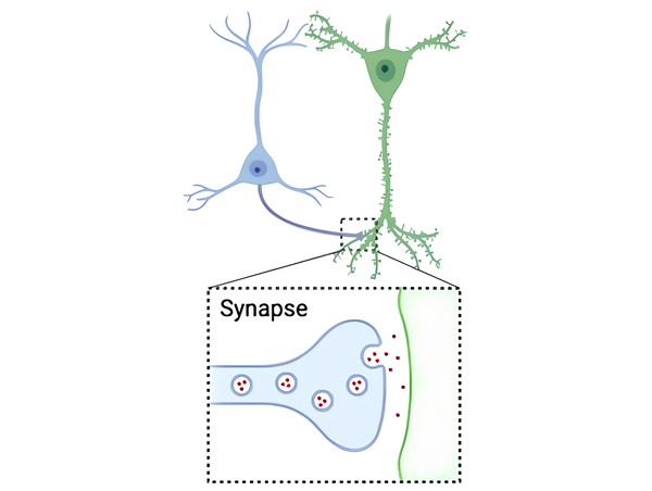 An illustration of two neurons connecting at a synapse. One neuron is blue and the other is green, with a zoomed-in inset showing the synapse where neurotransmitters are released from one cell to another across a small gap.