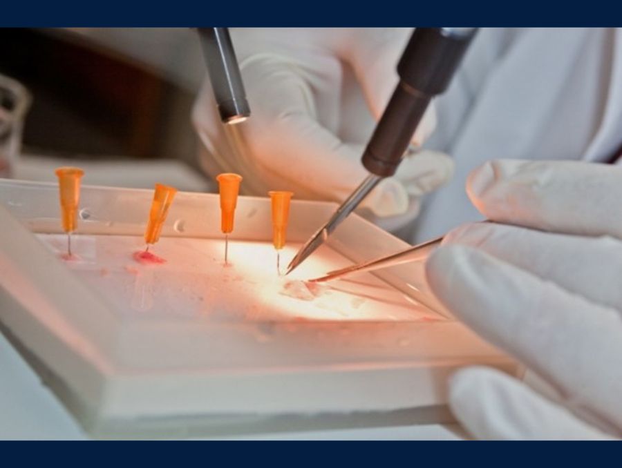 Gloved fingers hold forceps over a glass slide containing genetic material.