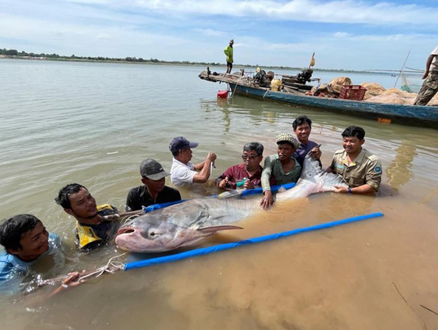 A group of people stand in the water holding a large fish on a stretcher-like platform. The fish is several feed long. A boat is in the water behind the people.