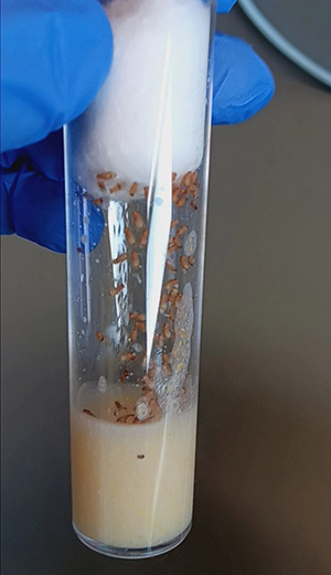 Dissected Fly Larvae in a tube.