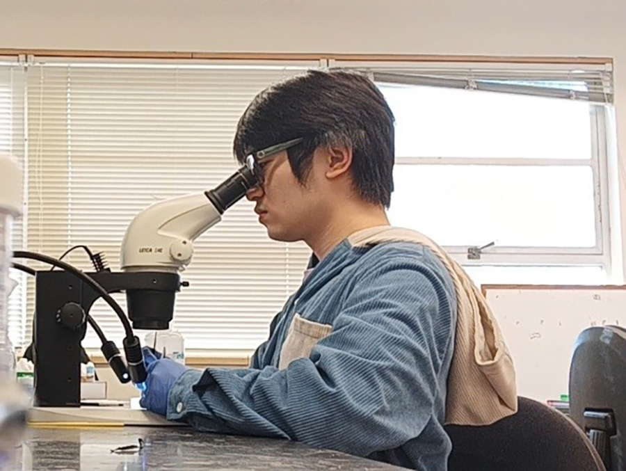 Person sitting, looking through a microscope.