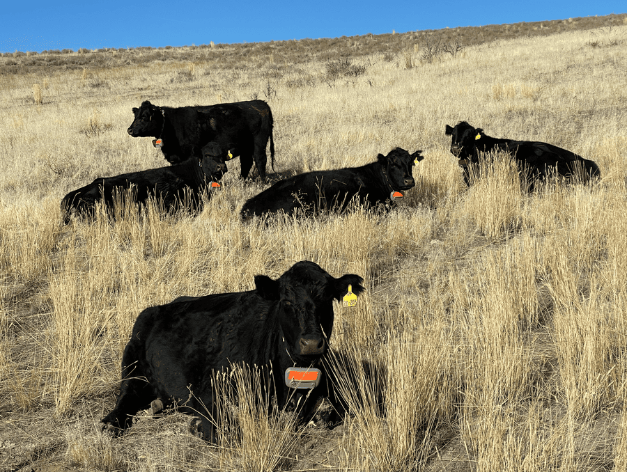 Cattle with ear tags lying in a dry grassy field under a clear sky.