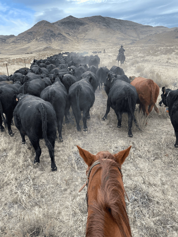 A group of cattle being herded in a dry grass field with a hilly landscape in the background.