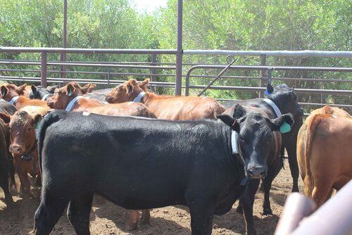 A group of cattle, including one black and several brown ones, inside a fenced enclosure with lush greenery in the background.