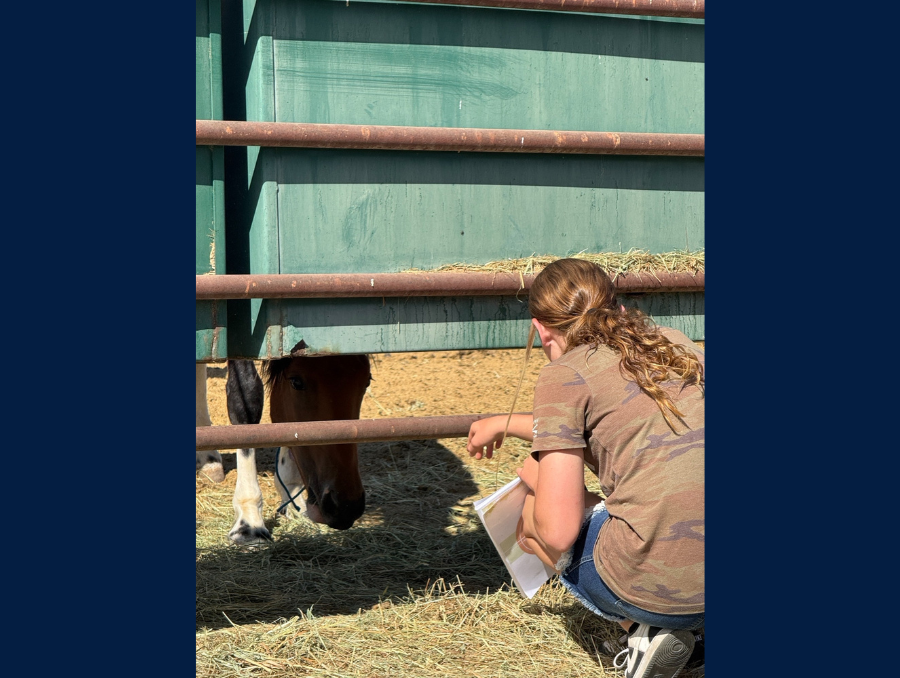 A crouching woman reaching out with her hand to a mustang across a fenced barn.