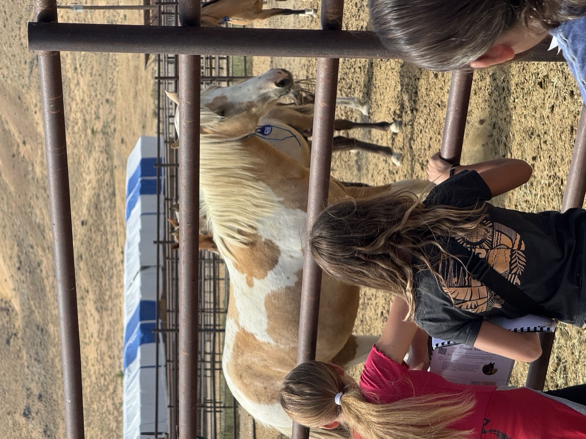 Three girls looking at a mustang across a bar fence.