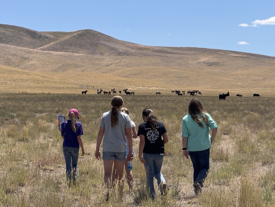 A group of women walking towards mustangs on range.