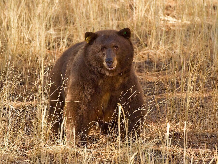 A brown bear walking in a dry meadow. 