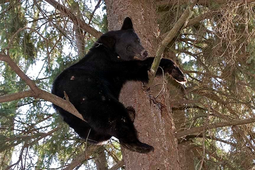 A bear perched in the branches of a tree.