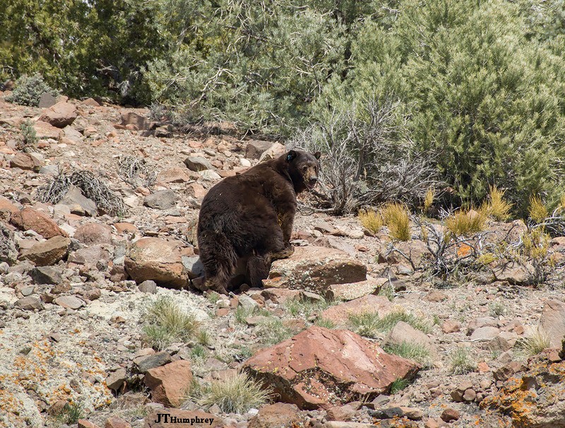 A bear standing in a rocky landscape with pine trees in the foreground.
