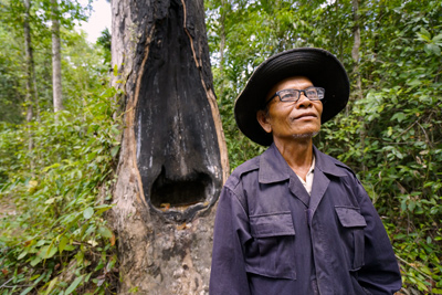 A person stands in a lush forest with a burnt tree trunk behind them.