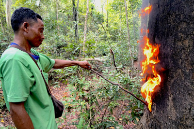 A person holds a torch against a tree trunk with flames scorching the tree.
