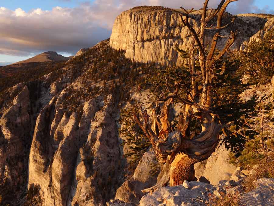 A Bristlecone tree perched on the edge of a cliff facing another mountainside at golden hour.