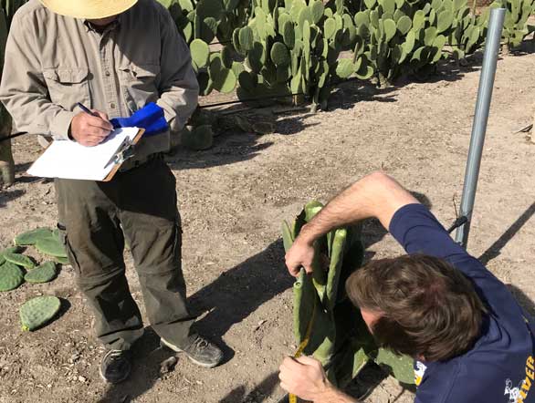 A crouching man measures a cactus pad as another man stands beside him writing on a clipboard.