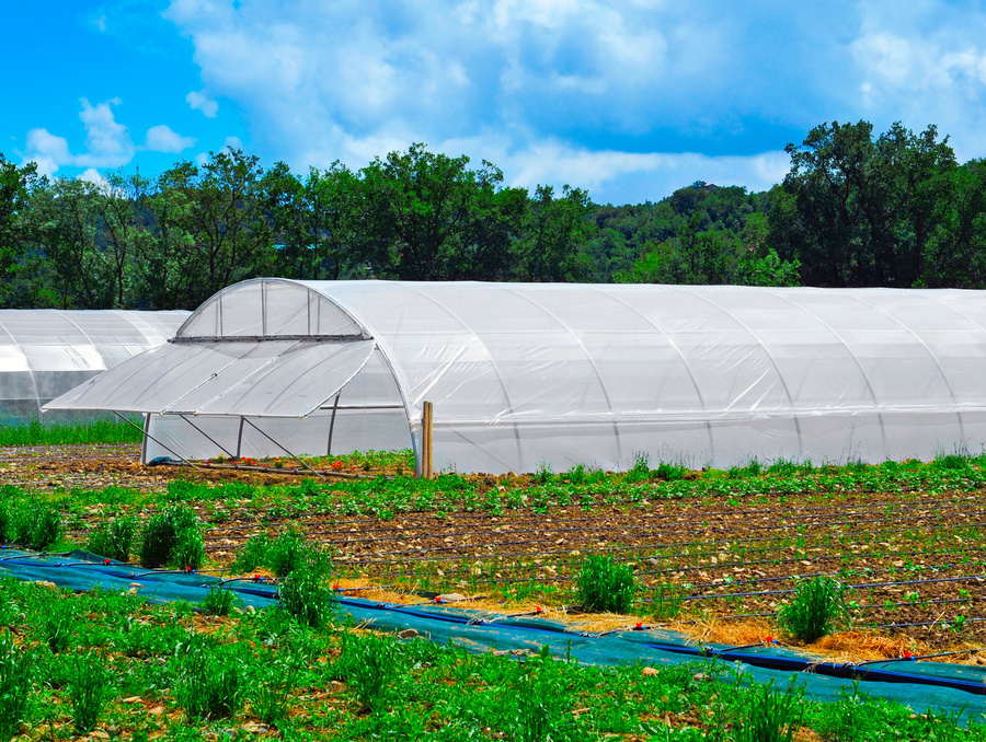 A high tunnel, or hoop house, covered in translucent plastic stands with trees in the background, while rows of short leafy plants grow in front.