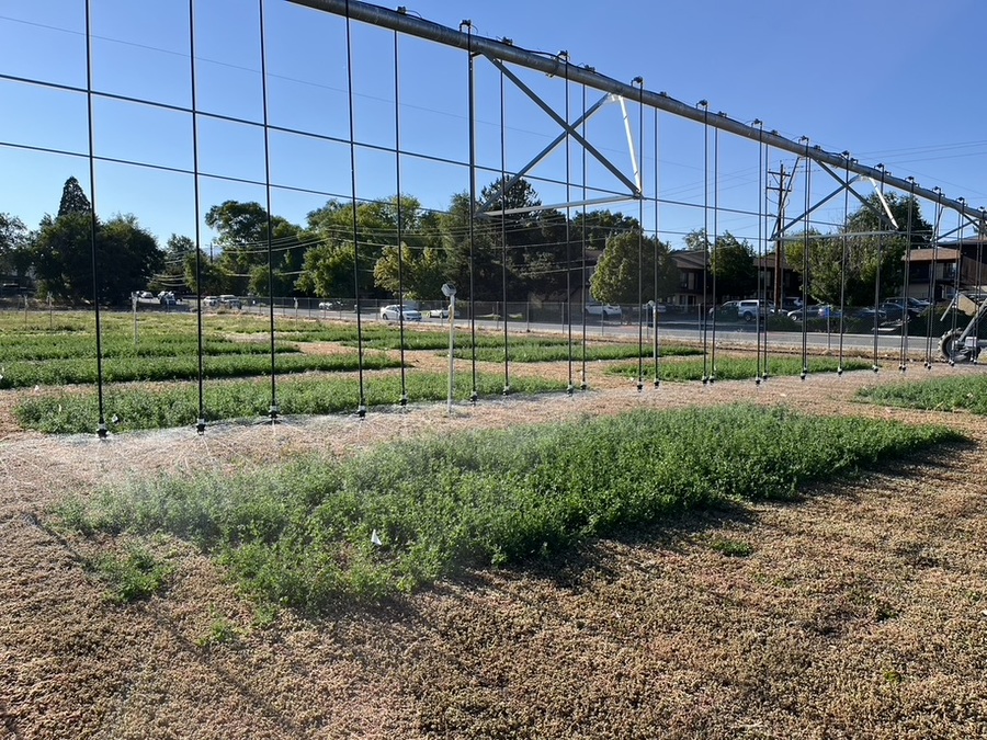 An overhead irrigation system sprinkling water on plants in a field. 