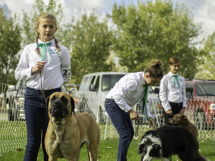 Three young kids, wearing 4-H uniforms, showing dogs outside.