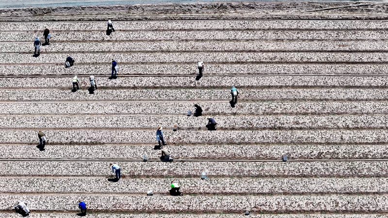 An aerial shot of rows of onion crops with farm workers harvesting among the rows. 