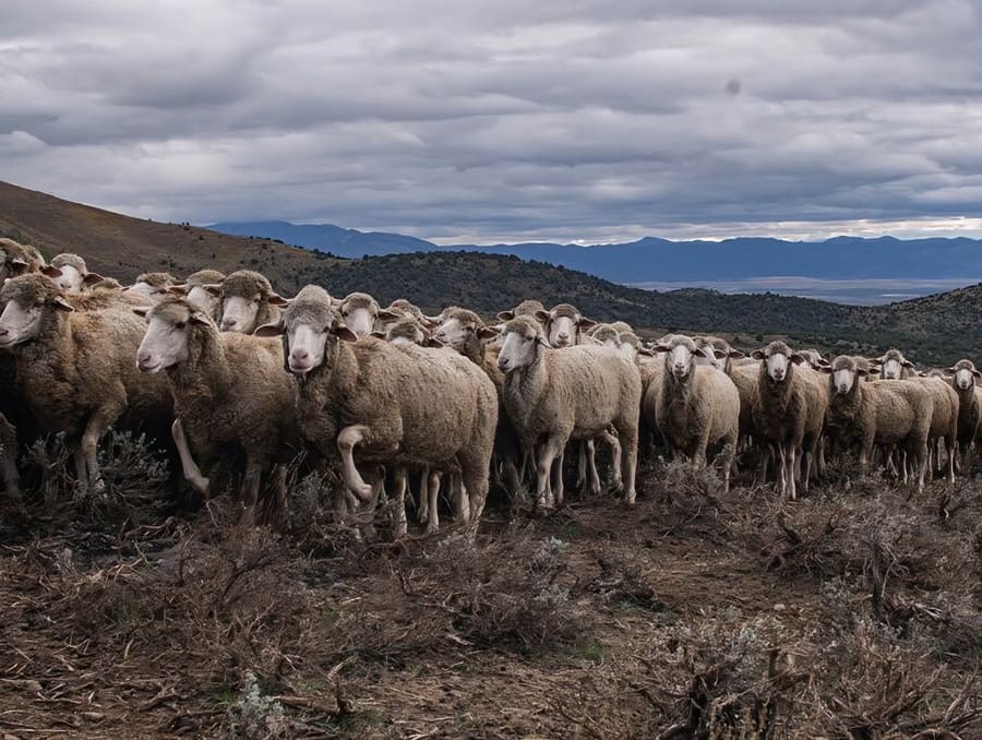 A flock of sheep grazing at a mountainside.