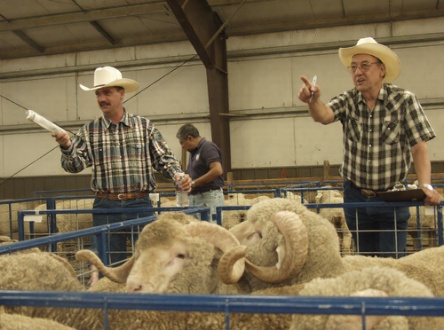 Hudson Glimp pointing at sheep in a pen. 