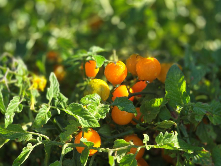 Tomatoes on a growing vine. 