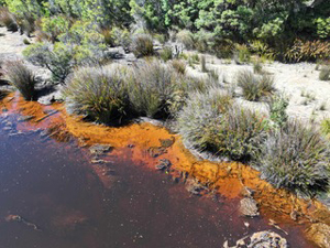 A riverbank with plants at the river's edge, which is bright orange and dark red.